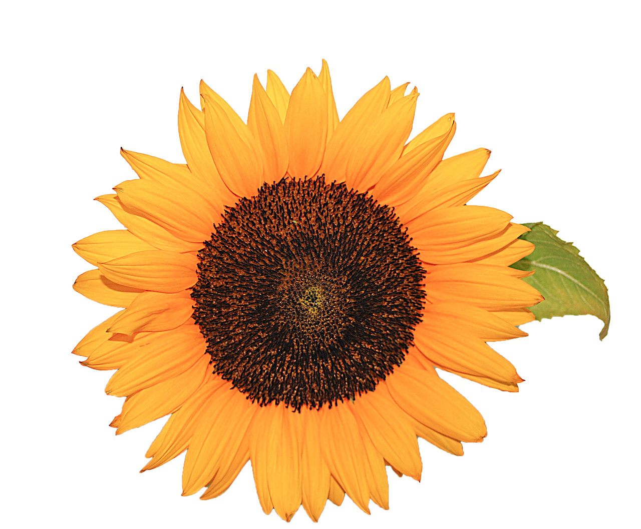 Vibrant Sunflower Black Background