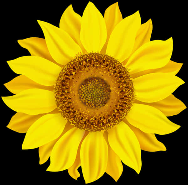 Vibrant Sunflower Black Background