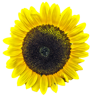 Vibrant Sunflower Black Background