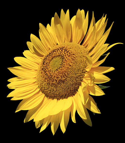 Vibrant Sunflower Black Background