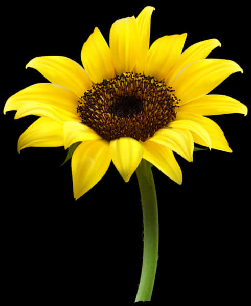 Vibrant Sunflower Black Background