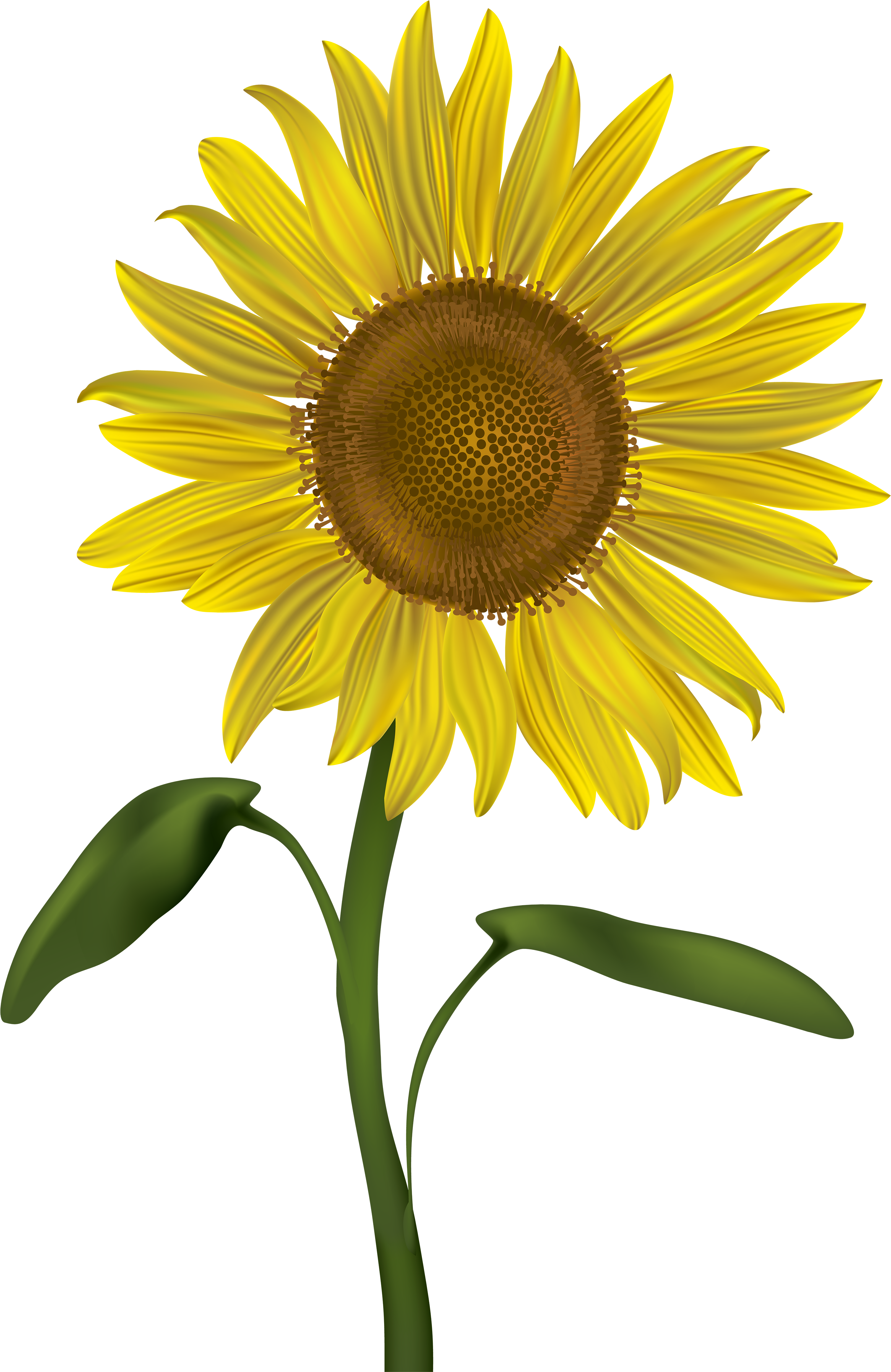 Vibrant Sunflower Illustration.png