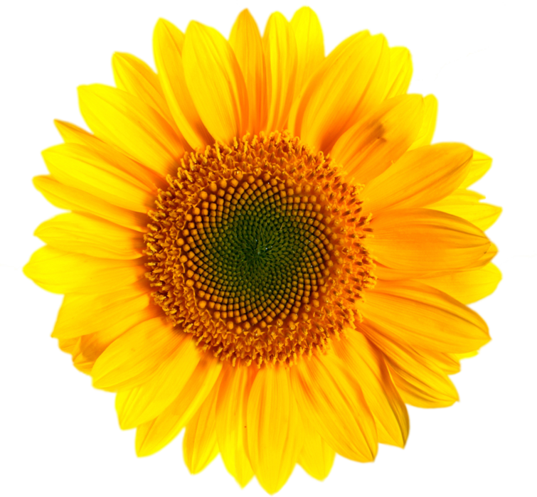 Vibrant Sunflower Isolated.png