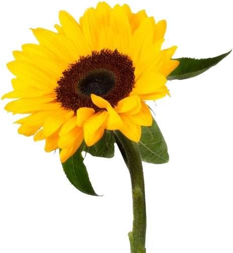 Vibrant_ Sunflower_ Isolated.png