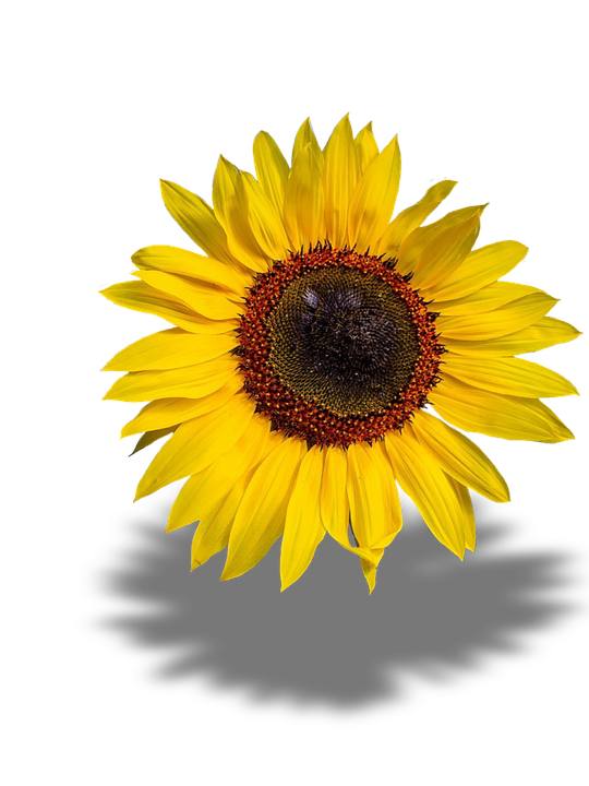 Vibrant Sunflower Single Bloom