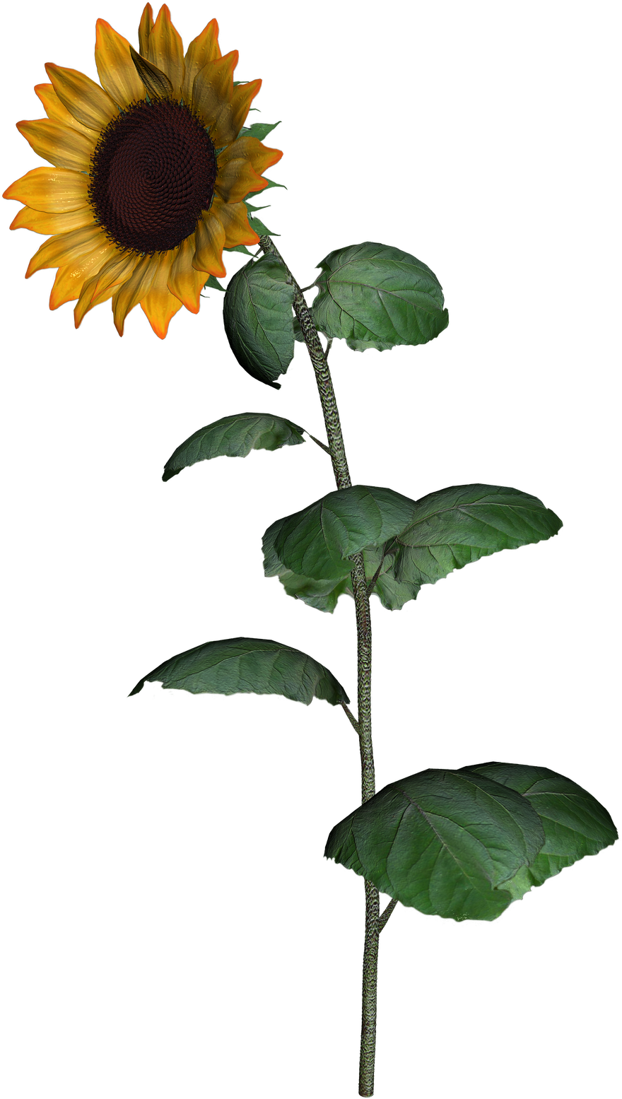 Vibrant Sunflower Stem.png