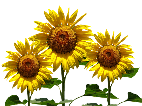 Vibrant_ Sunflowers_ Against_ Black_ Background