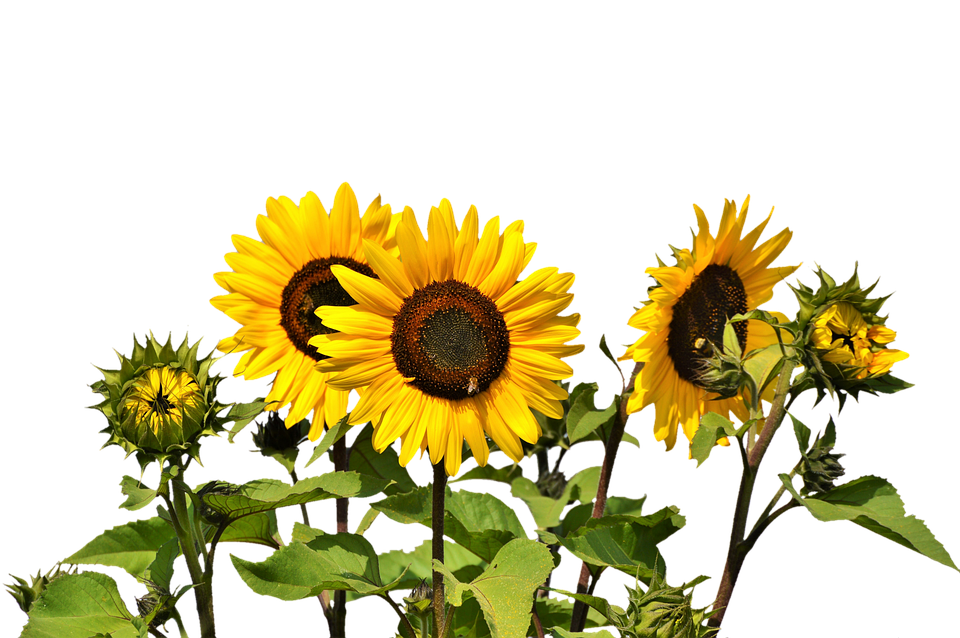 Vibrant Sunflowers Against Sky