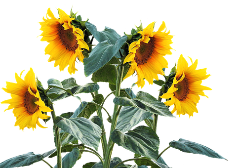 Vibrant Sunflowers Black Background