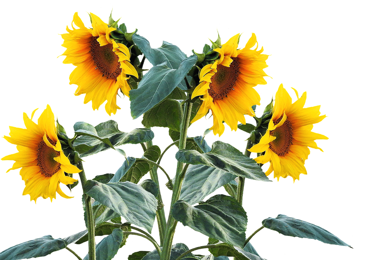 Vibrant Sunflowers Black Background