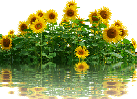 Vibrant_ Sunflowers_ Reflection_ Water