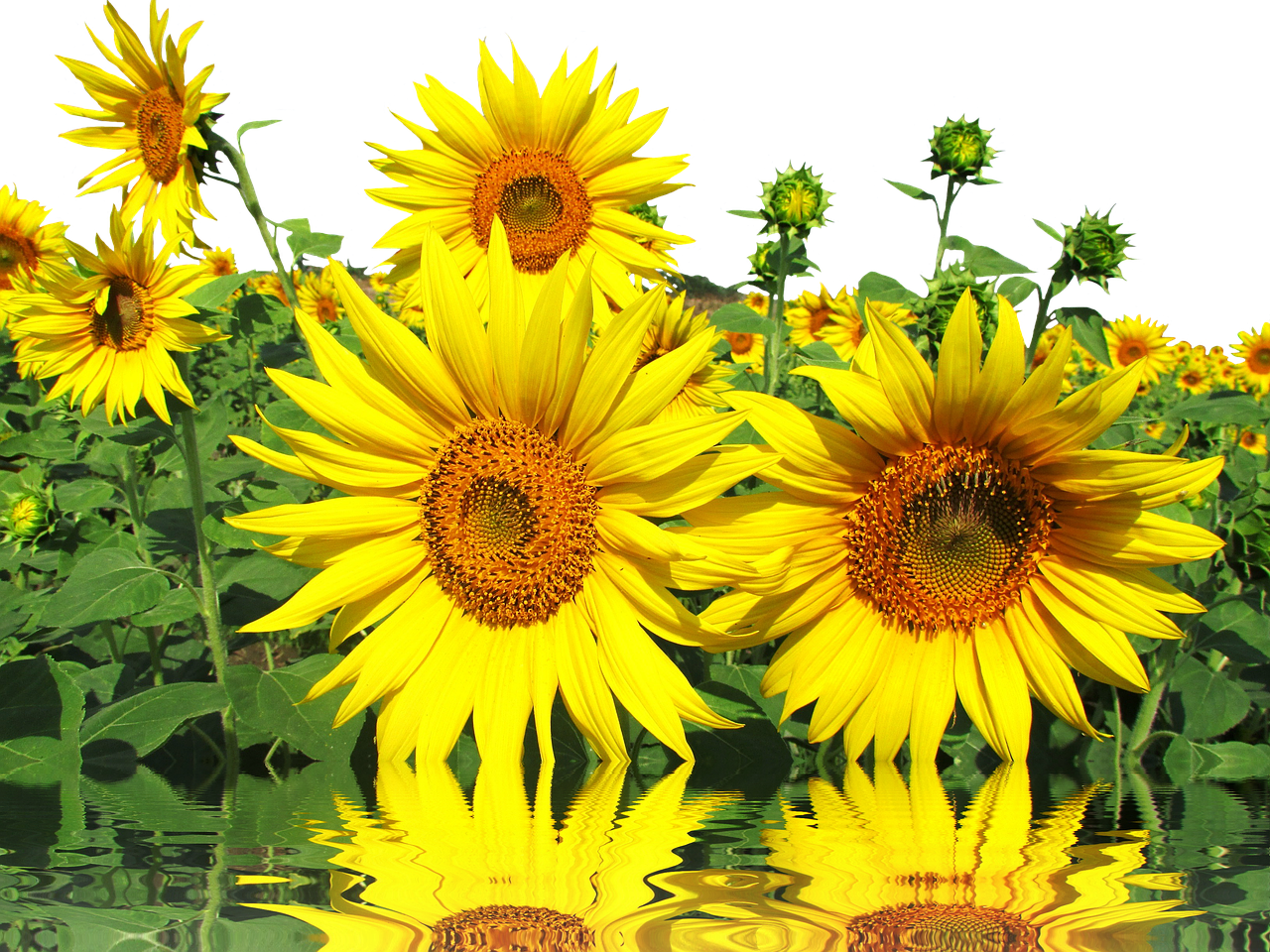 Vibrant Sunflowerswith Reflections