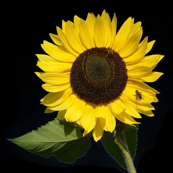 Vibrant Sunflowerwith Beeon Black Background.jpg