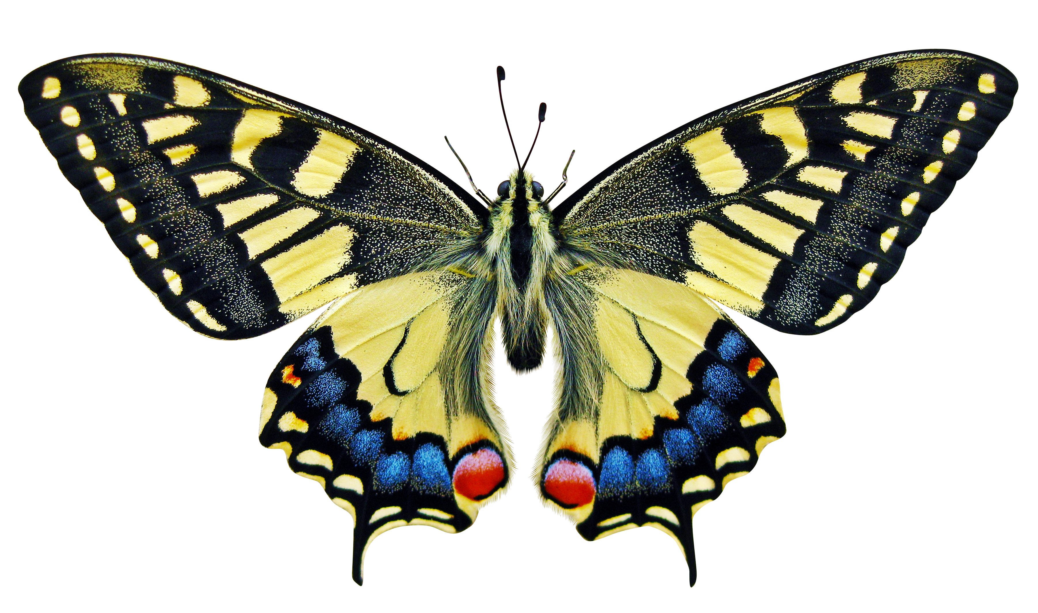 Vibrant Swallowtail Butterfly