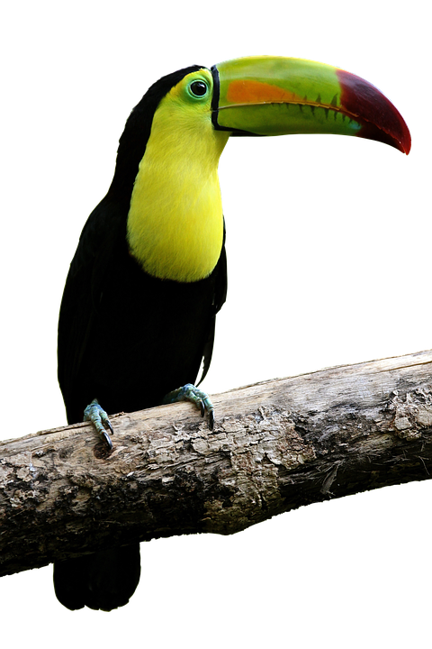 Vibrant_ Toucan_ Perched_on_ Branch