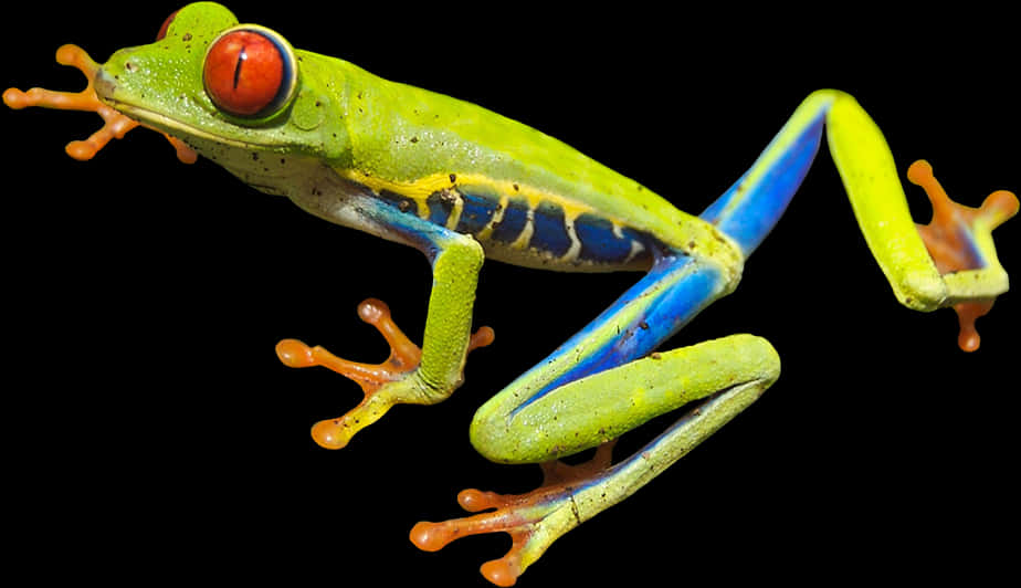 Vibrant Tree Frog In Mid Leap