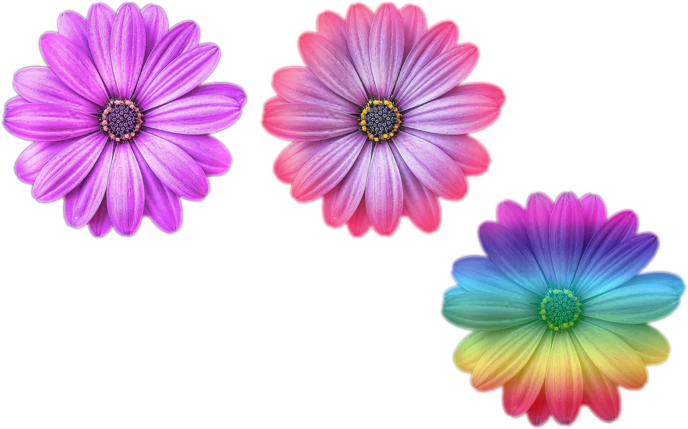 Vibrant_ Trio_of_ Artistic_ Flowers.png