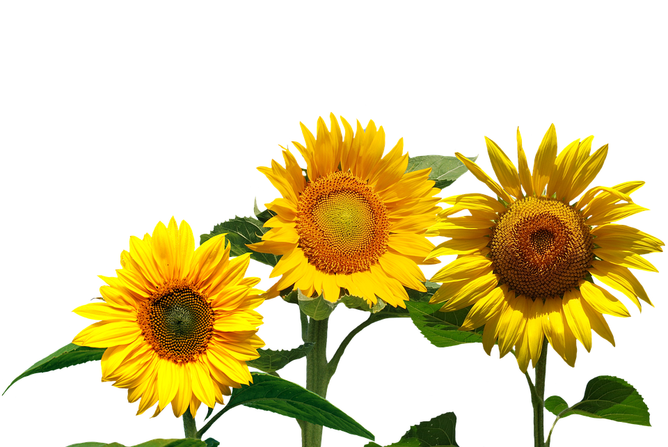 Vibrant_ Trio_of_ Sunflowers
