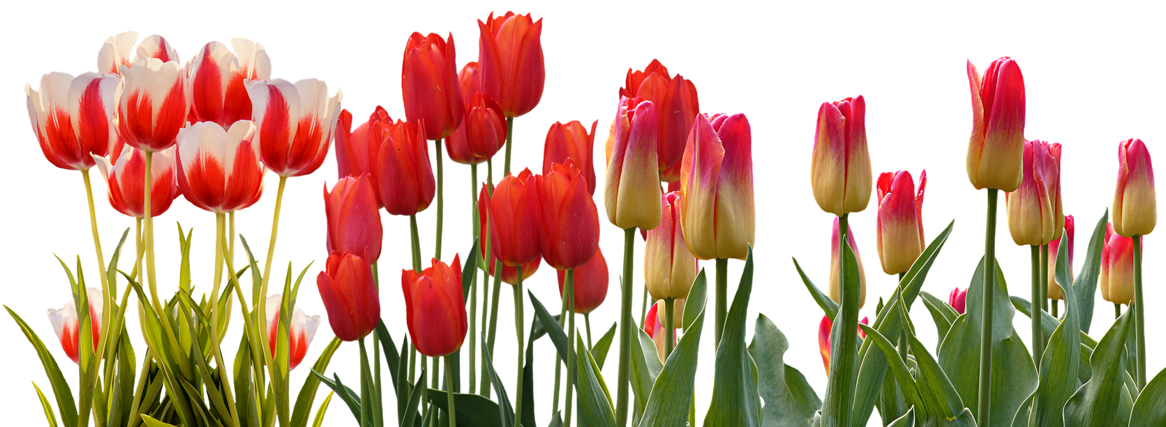 Vibrant Tulip Array