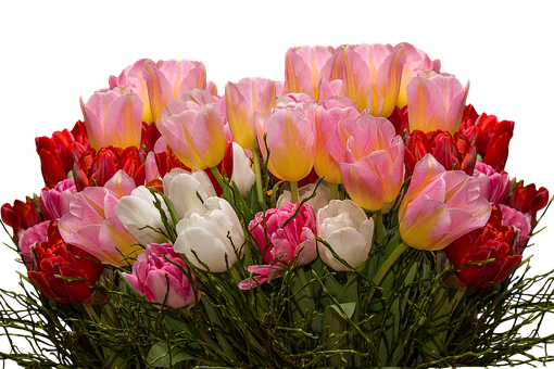 Vibrant_ Tulip_ Bouquet_ Black_ Background.jpg