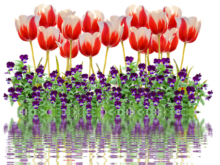 Vibrant_ Tulips_and_ Pansies_ Reflection