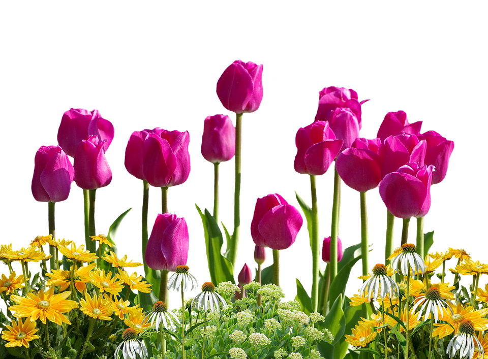 Vibrant Tulips Over Spring Flowers