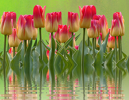 Vibrant_ Tulips_ Reflections