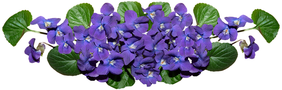 Vibrant Violet Flowers Cluster