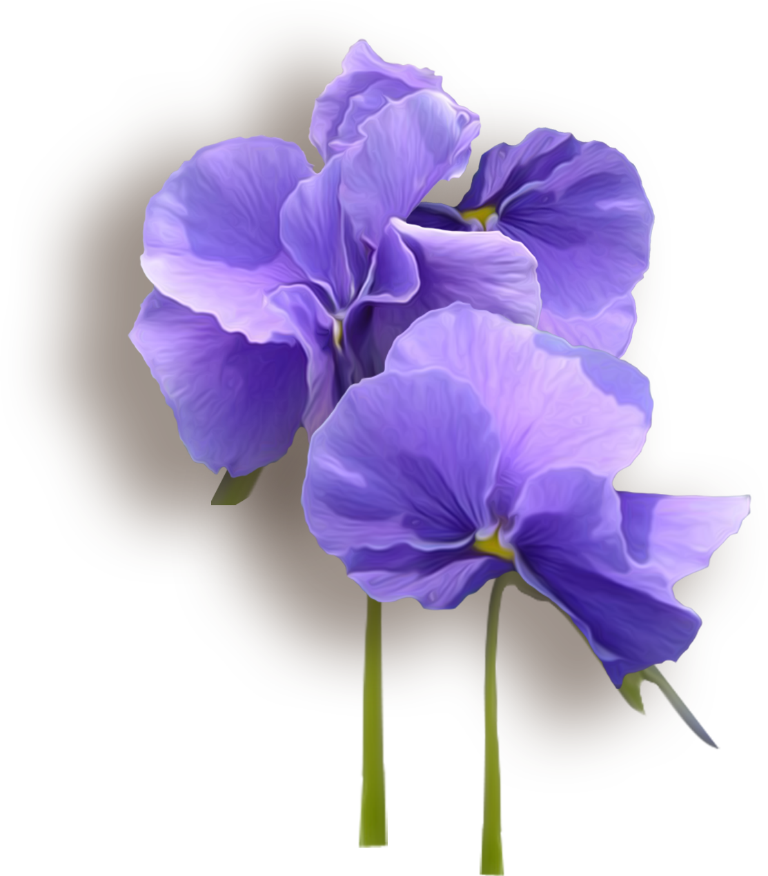 Vibrant Violet Flowers