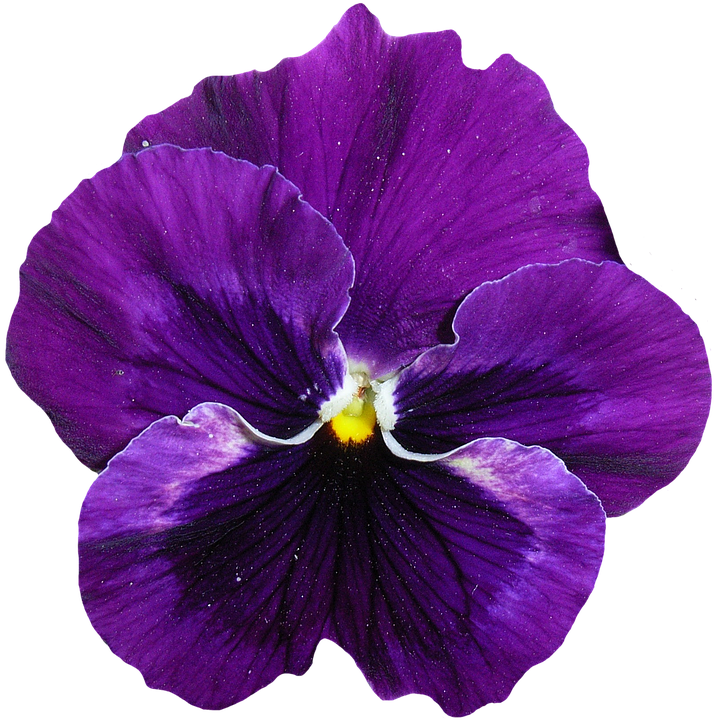 Vibrant Violet Pansy Flower