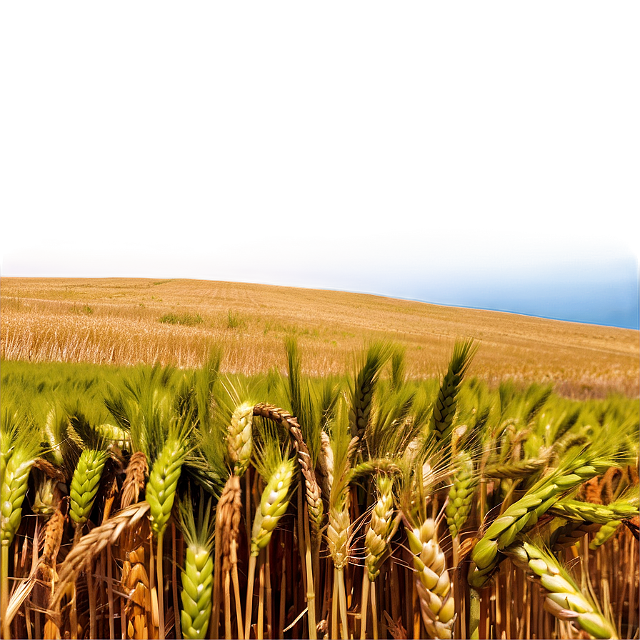 Vibrant Wheat Field Afternoon Png Dgp15