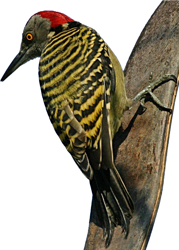 Vibrant Woodpecker On Tree