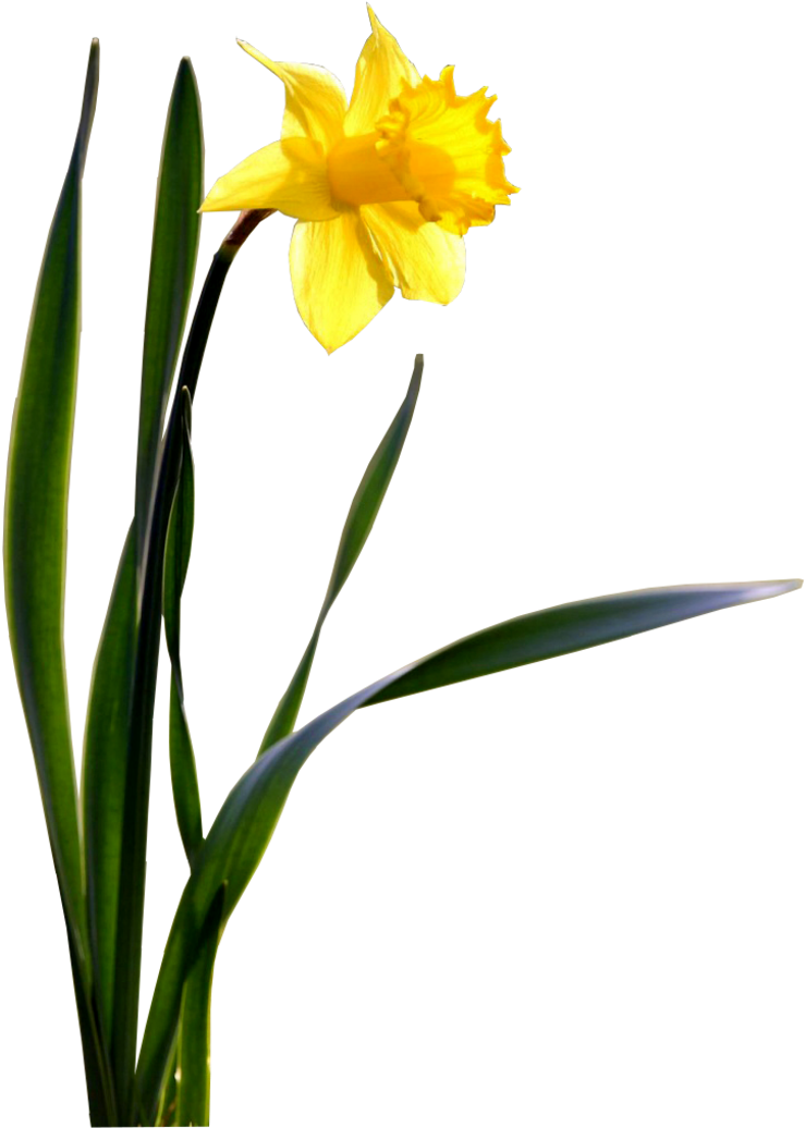 Vibrant Yellow Daffodil Flower