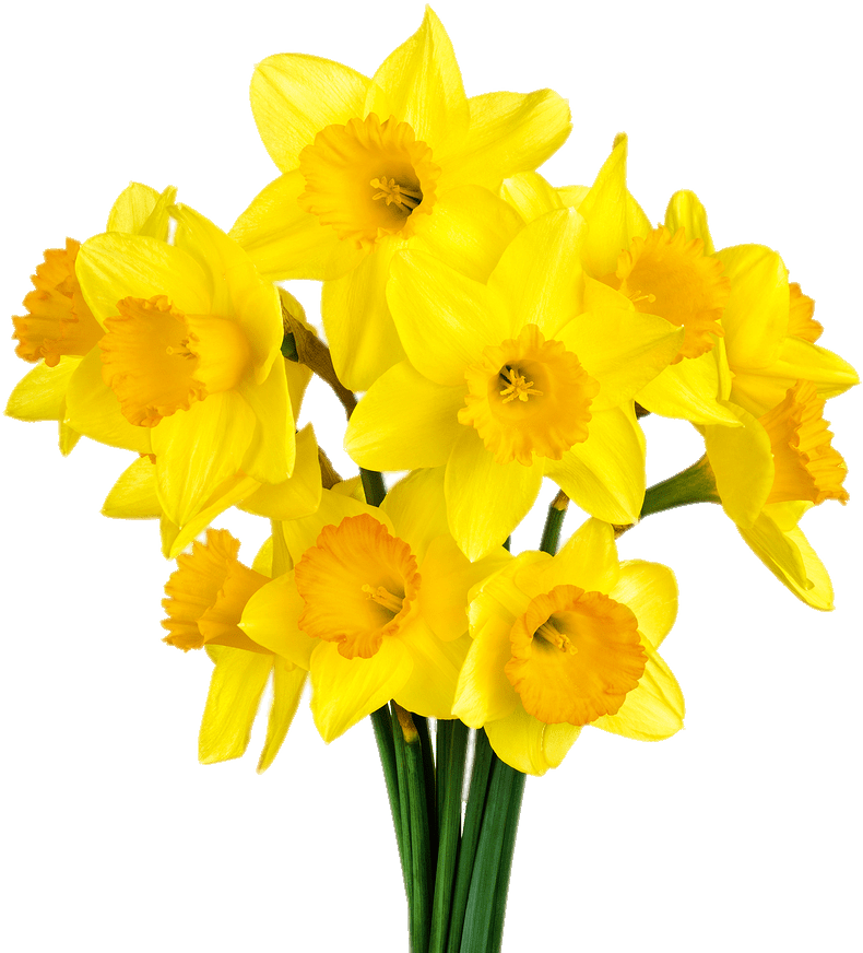 Vibrant Yellow Daffodils Bouquet
