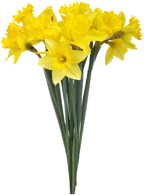 Vibrant_ Yellow_ Daffodils_ Bouquet.png