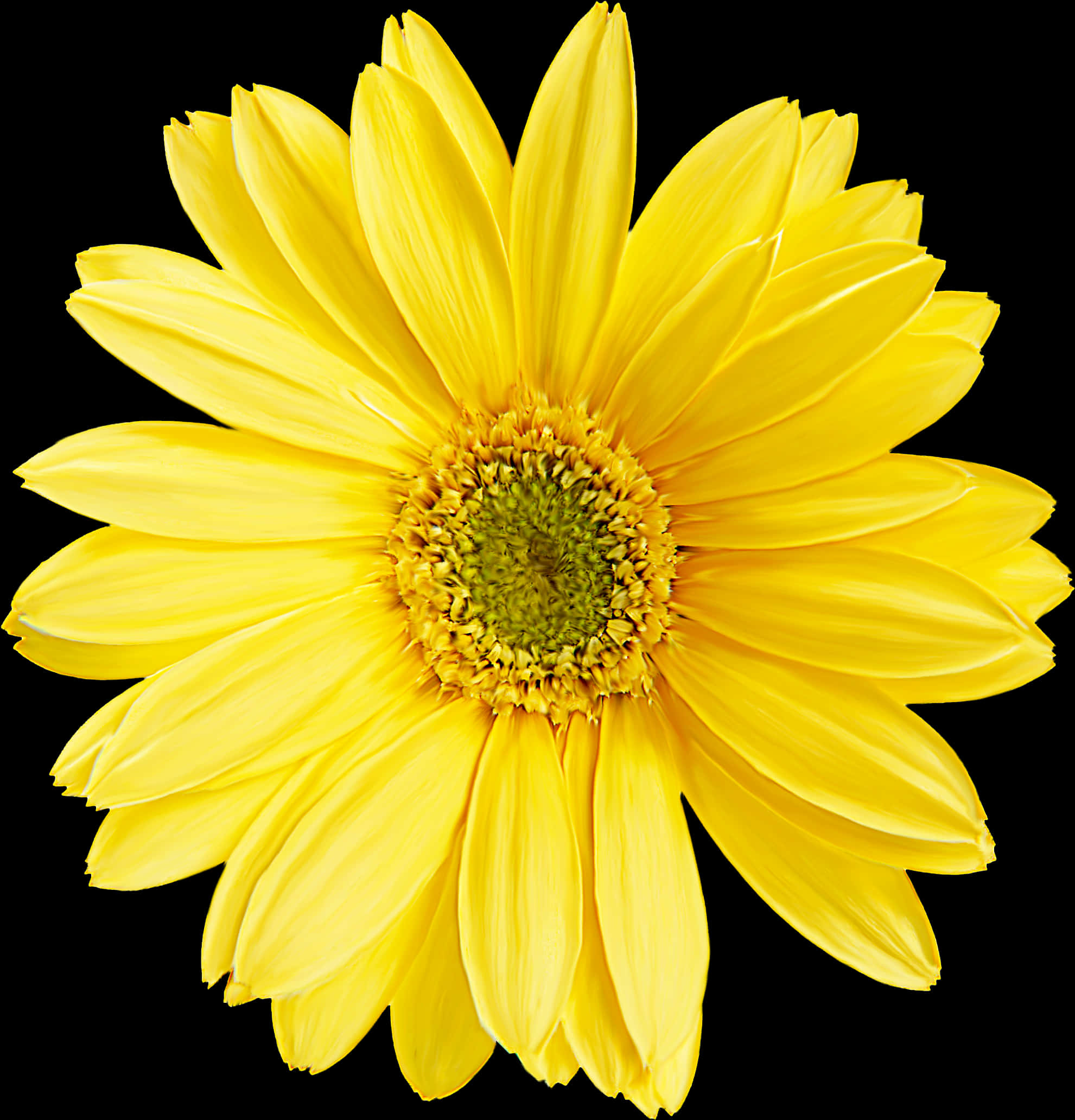 Vibrant Yellow Daisy Black Background