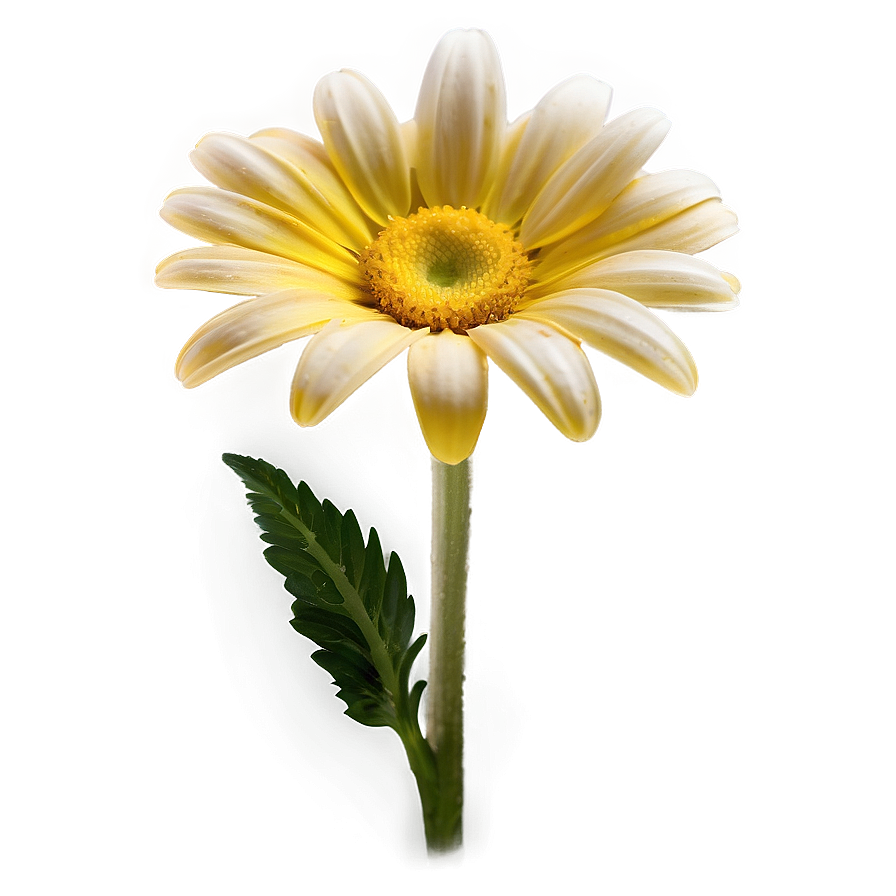 Vibrant Yellow Daisy Flower Png Adl77