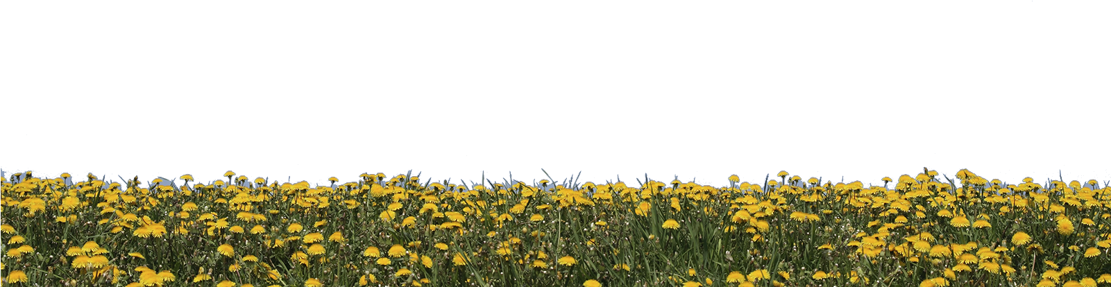 Vibrant Yellow Dandelion Field