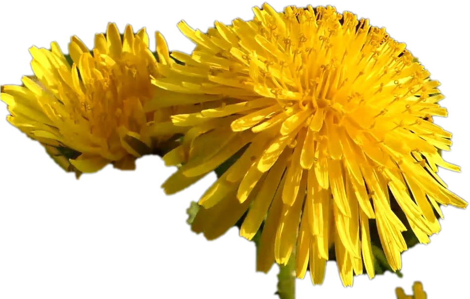 Vibrant Yellow Dandelions