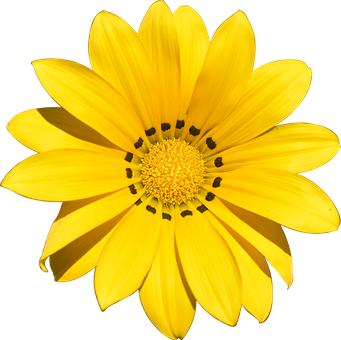 Vibrant Yellow Flower Black Background