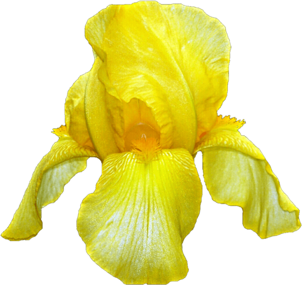 Vibrant Yellow Iris Flower