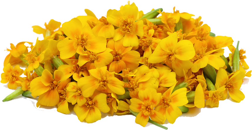 Vibrant Yellow Marigold Cluster.png