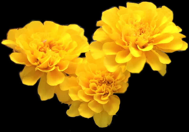 Vibrant Yellow Marigolds Black Background