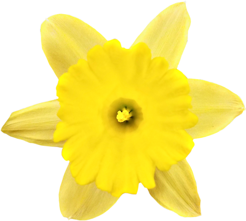 Vibrant Yellow Narcissus Flower