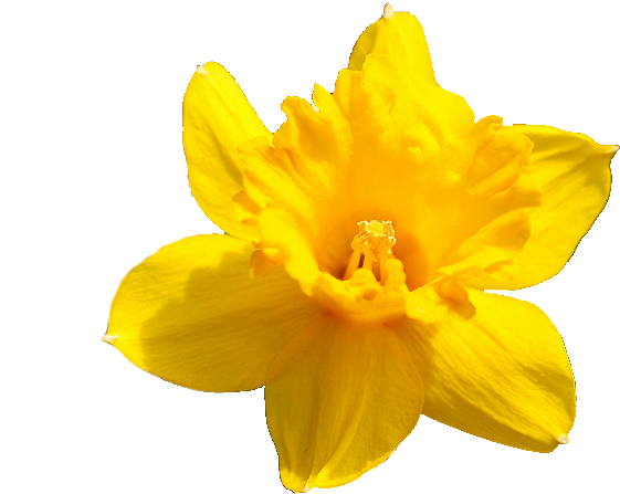 Vibrant Yellow Narcissus Flower