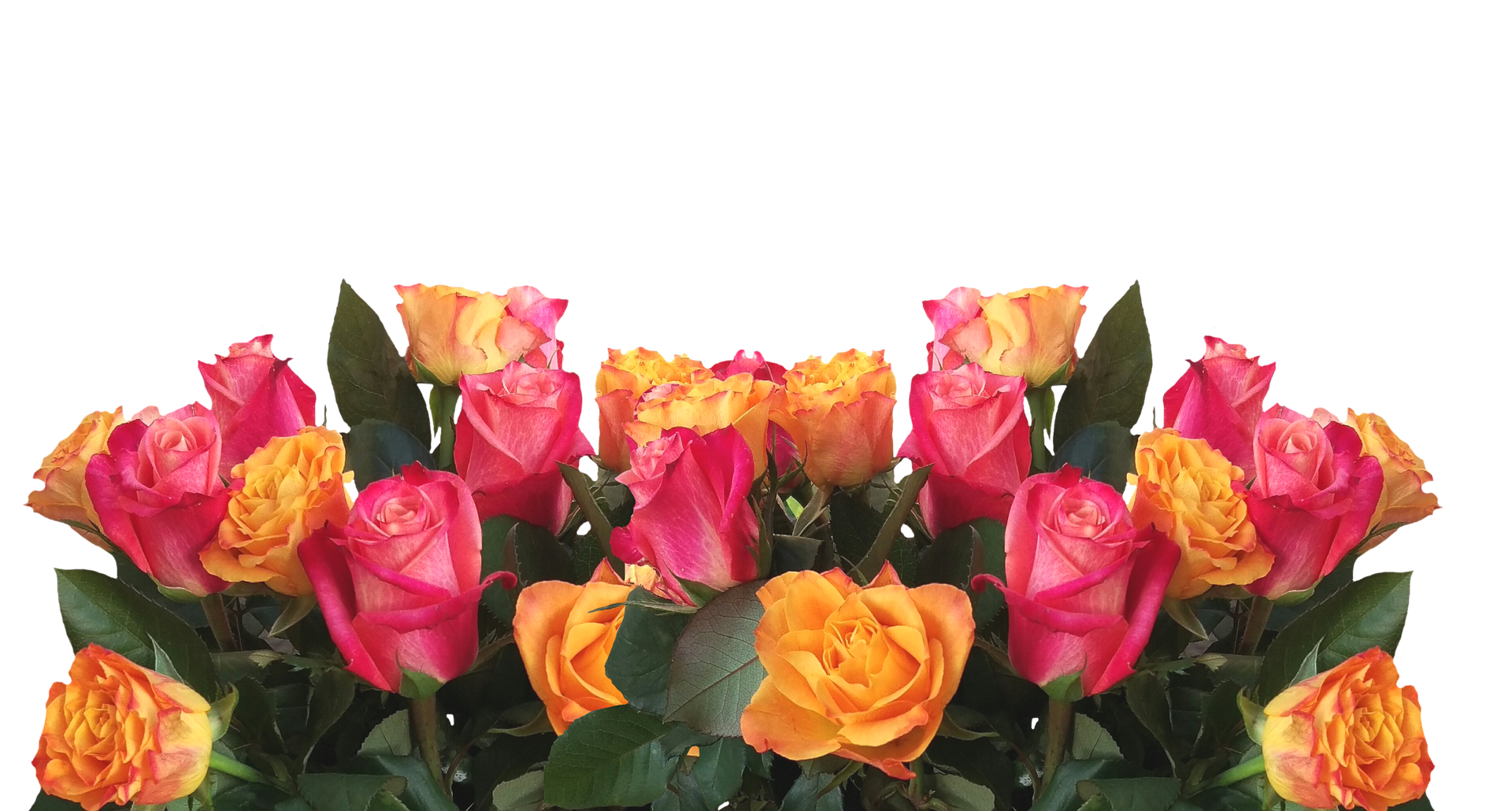 Vibrant Yellow Pink Roses Black Background.jpg