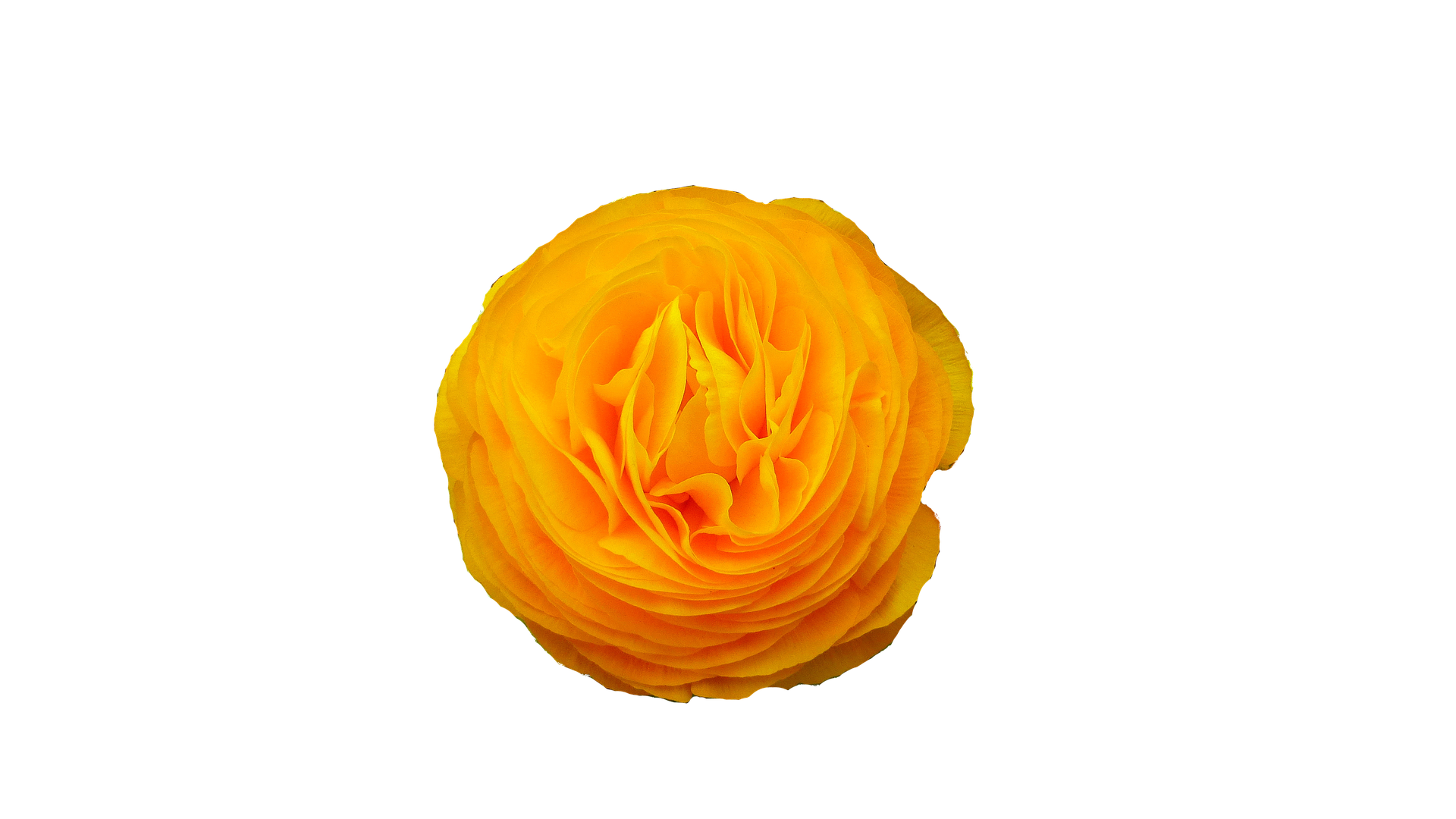 Vibrant Yellow Ranunculus Black Background