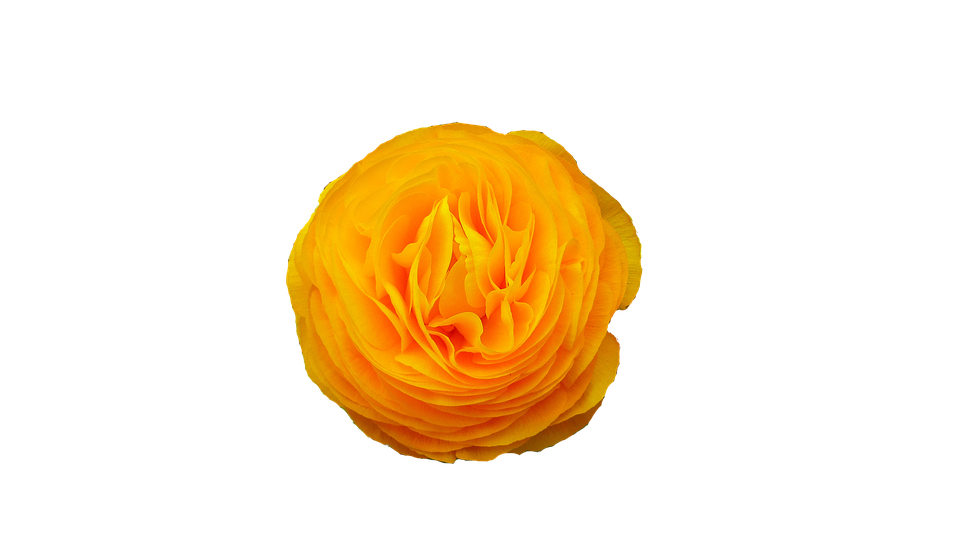 Vibrant Yellow Ranunculus Flower