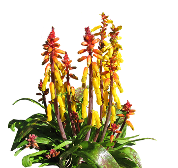 Vibrant Yellow Red Tropical Flowers