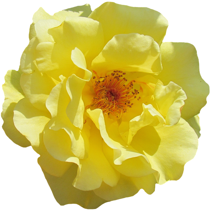 Vibrant Yellow Rose Flower